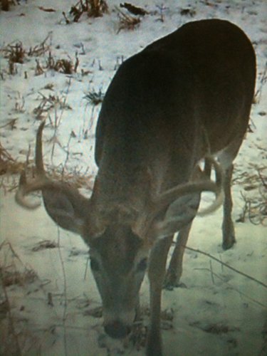 Photo from Trail Cam on the Property - 74.45 Acres Offered in 3 Tracts - 55+/- Tillable Acres Per FSA
